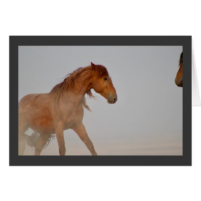 WILD HORSE OF UTAH IN WESTERN DESERT (Front Horizontal)