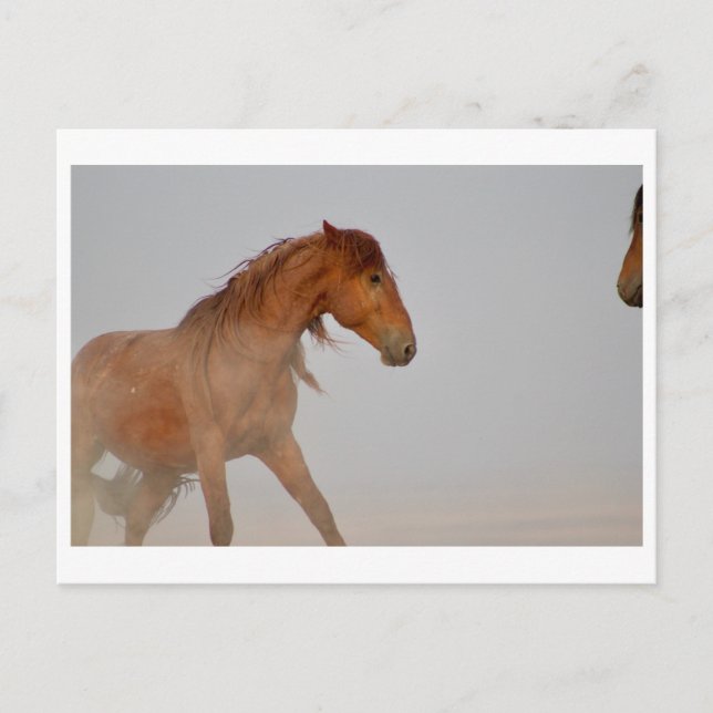 WILD HORSE OF UTAH IN WESTERN DESERT POSTCARD (Front)