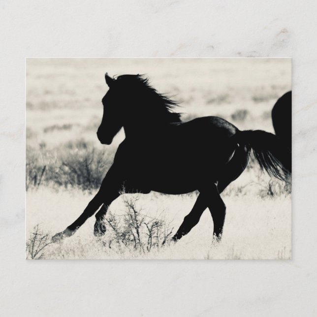 WILD HORSE OF UTAH PAPER PRODUCTS POSTCARD (Front)