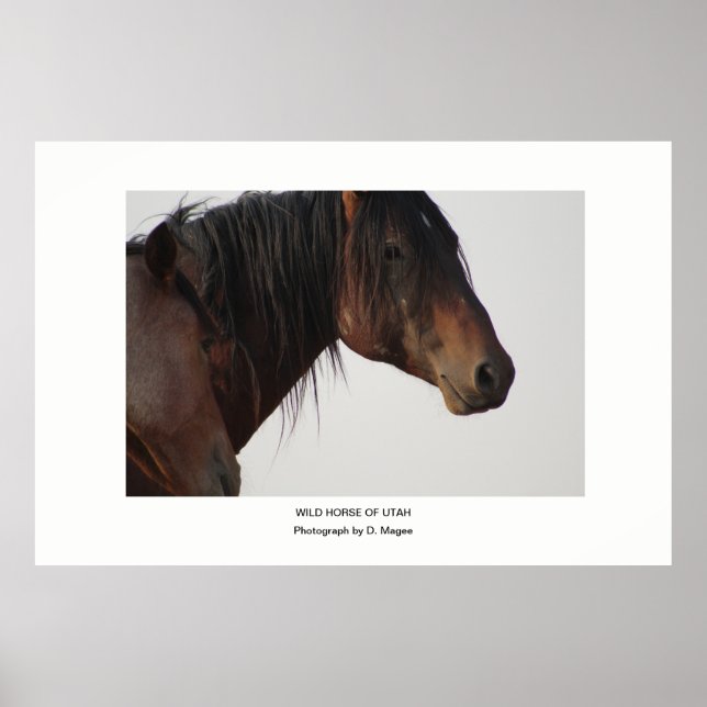 WILD HORSE OF UTAH PHOTOGRAPH POSTER (Front)