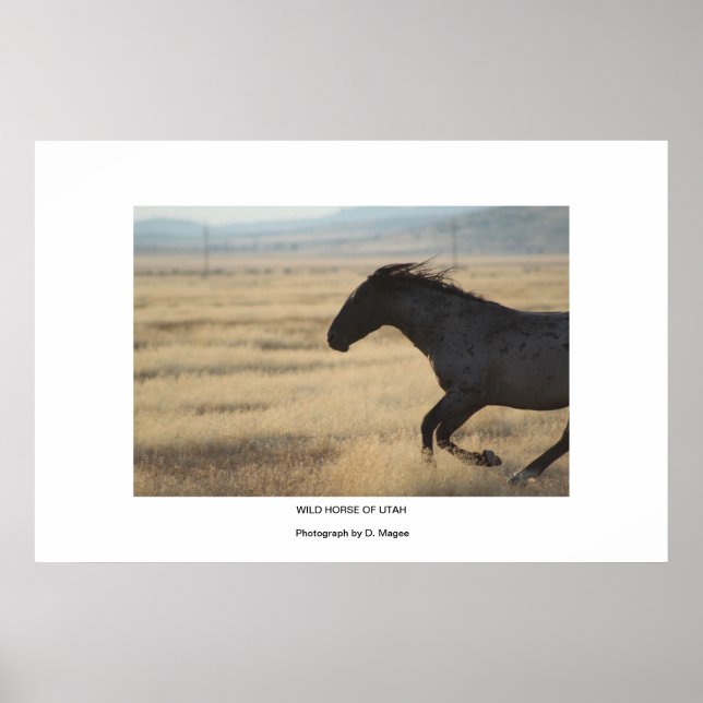 WILD HORSE OF UTAH PHOTOGRAPH POSTER (Front)