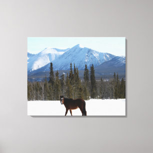 Wild Horse on Alaska Highway Canvas Print