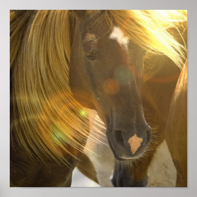 Wild Horse Photo Poster Print (Front)