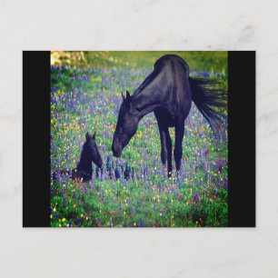 Wild Horse Postcard