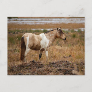 Wild Horse Postcard