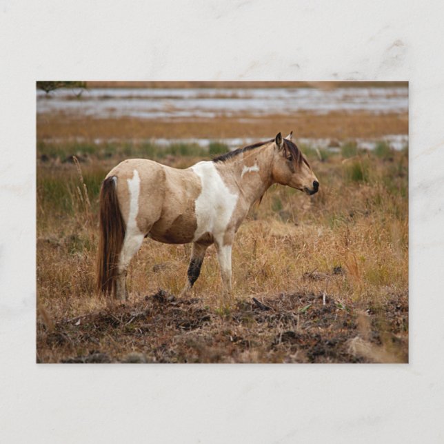 Wild Horse Postcard (Front)