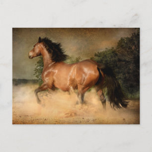 wild horse postcard