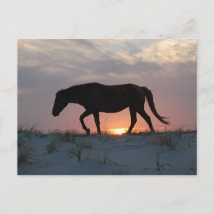 Wild Horse Postcard, Assateague Island Postcard