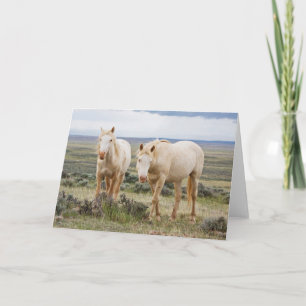 Wild Horse Roaming on the Priaire of Cody Card