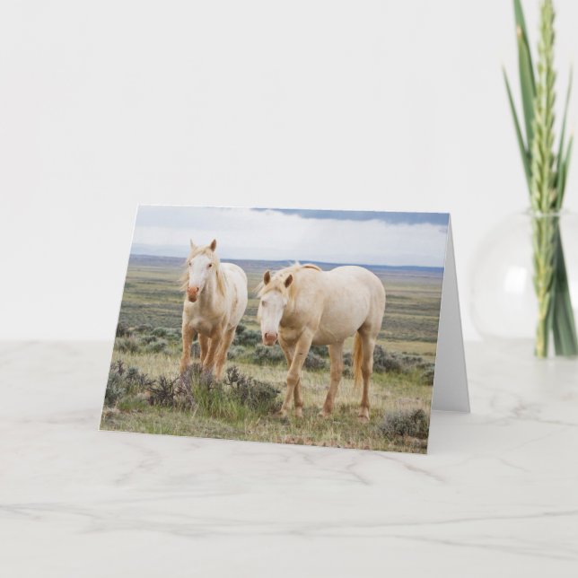 Wild Horse Roaming on the Priaire of Cody Card (Front)