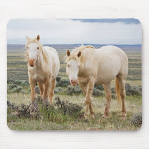 Wild Horse Roaming on the Priaire of Cody Mouse Mat
