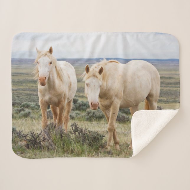 Wild Horse Roaming on the Priaire of Cody Sherpa Blanket (Front (Horizontal))