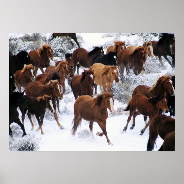 Wild Horse Running on Snow Poster (Front)
