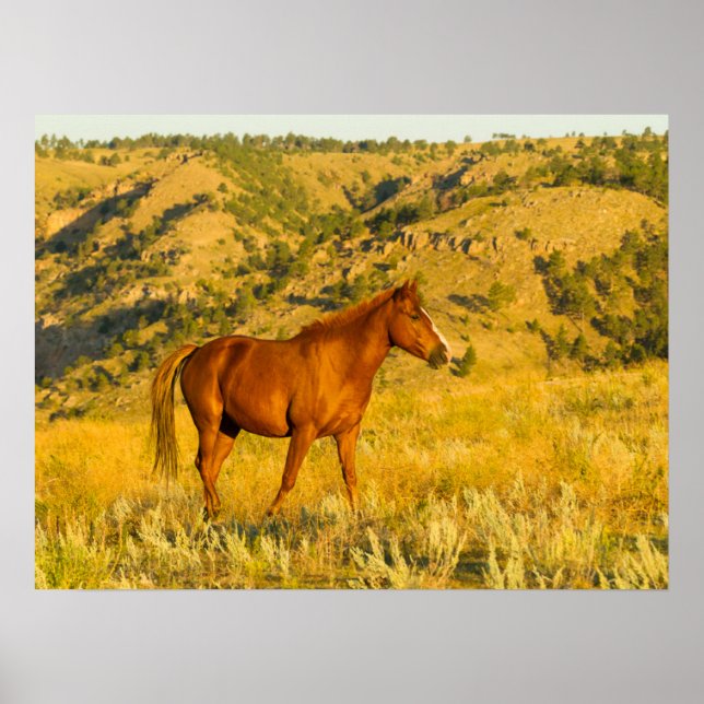 Wild Horse Sanctuary. Poster (Front)