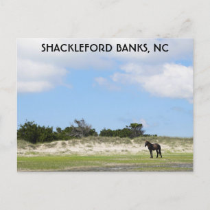 Wild Horse Shackleford Banks North Carolina Postcard