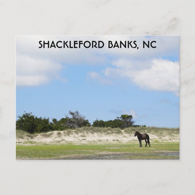Wild Horse Shackleford Banks North Carolina Postcard (Front)