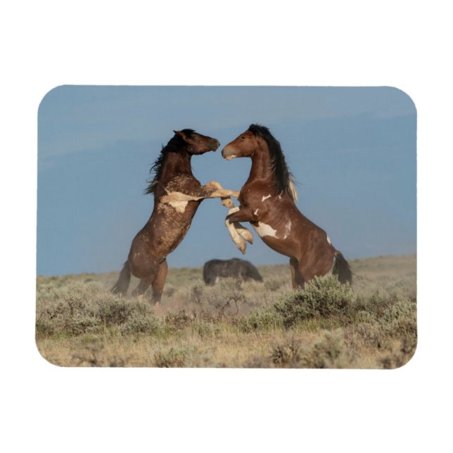 Wild Horse Stallions Fighting Magnet (Horizontal)