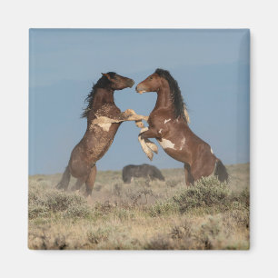 Wild Horse Stallions Fighting Magnet