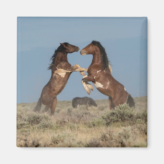 Wild Horse Stallions Fighting Magnet (Front)