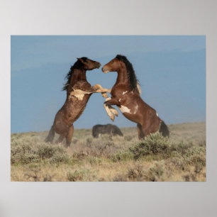 Wild Horse Stallions Fighting Poster