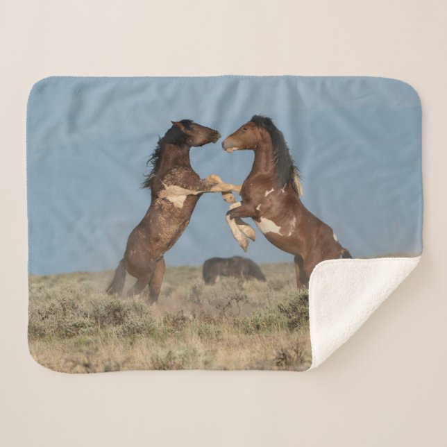 Wild Horse Stallions Fighting Sherpa Blanket (Front (Horizontal))