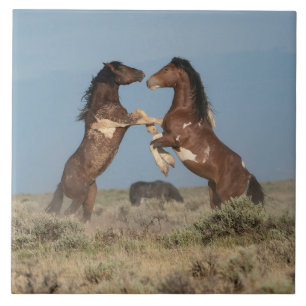 Wild Horse Stallions Fighting Tile