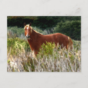 Wild Horse Staredown Postcard