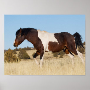 Wild Horse, Steens Mountains Poster