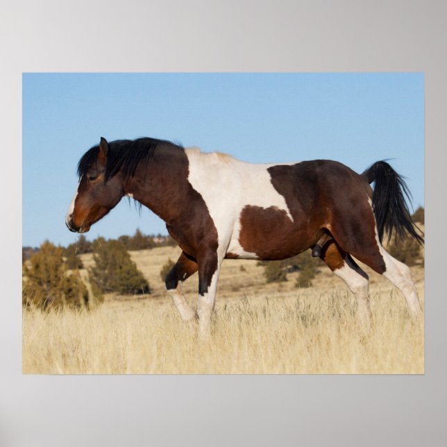Wild Horse, Steens Mountains Poster (Front)