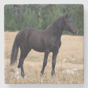 Wild Horse Stone Coaster
