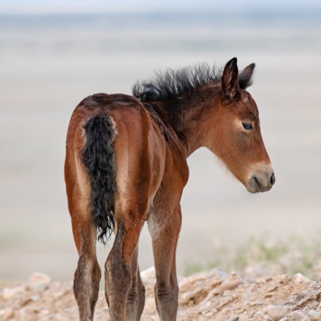 Wild Horse Watch (Creator Uploaded)