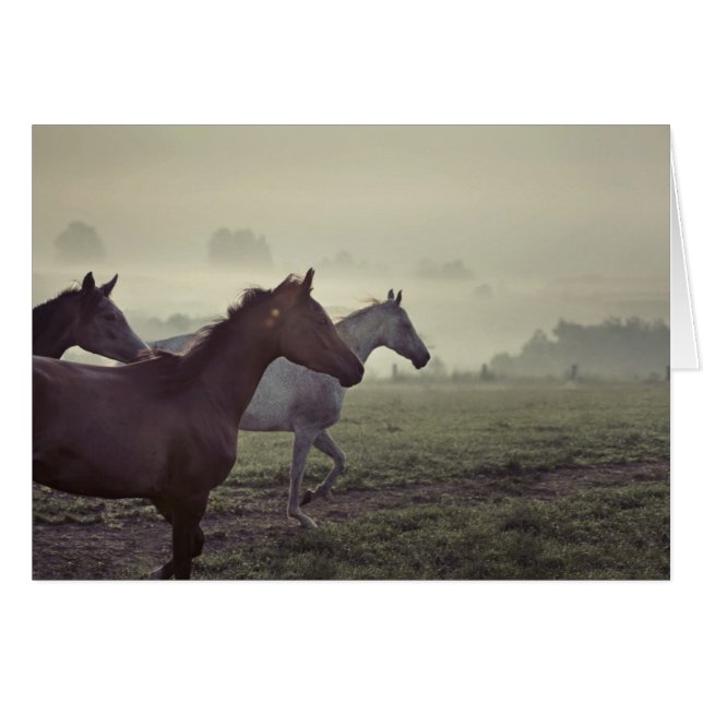 Wild horses (Front Horizontal)
