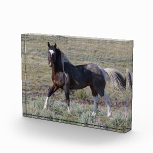 Wild Horses After a Dust Bath Photo Block