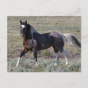Wild Horses After a Dust Bath Postcard