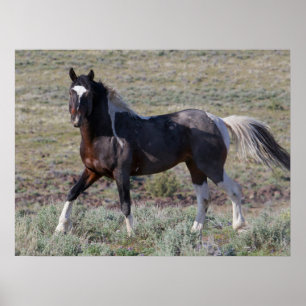 Wild Horses After a Dust Bath Poster