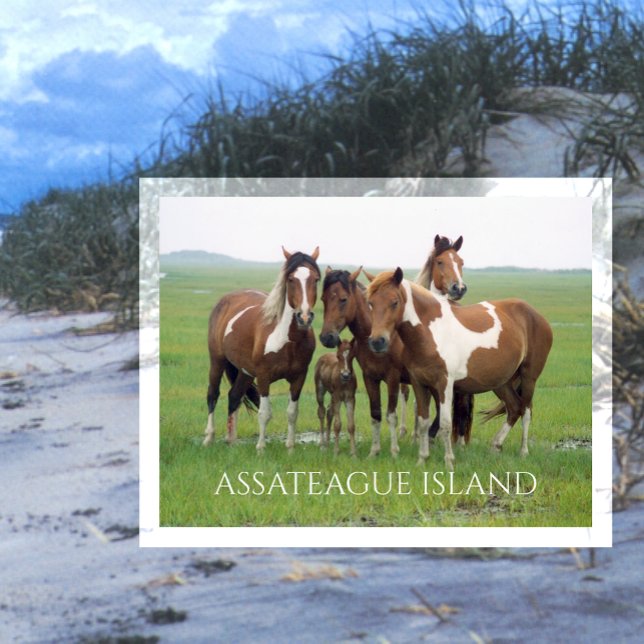 Wild Horses, Assateaue Island National Seashore,  Postcard (Creator Uploaded)