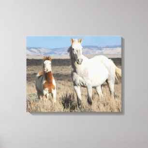 Wild Horses at Home in the Sandwash Basin Canvas Print