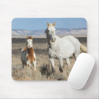 Wild Horses at Home in the Sandwash Basin