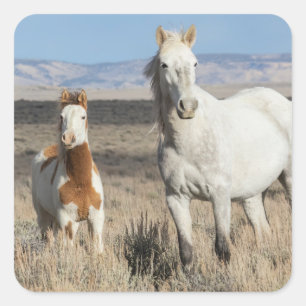 Wild Horses at Home in the Sandwash Basin Square Sticker