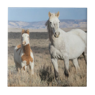Wild Horses at Home in the Sandwash Basin Tile