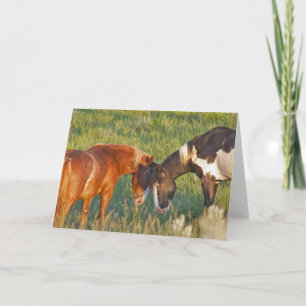 Wild Horses at Theodore Roosevelt National Park Card