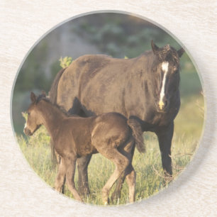 Wild Horses at Theodore Roosevelt National Park Coaster