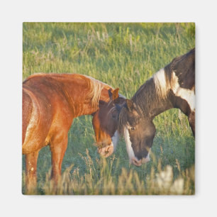 Wild Horses at Theodore Roosevelt National Park Magnet