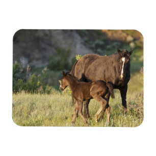 Wild Horses at Theodore Roosevelt National Park Magnet