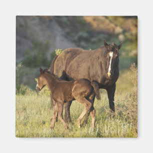 Wild Horses at Theodore Roosevelt National Park Magnet