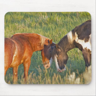 Wild Horses at Theodore Roosevelt National Park Mouse Mat