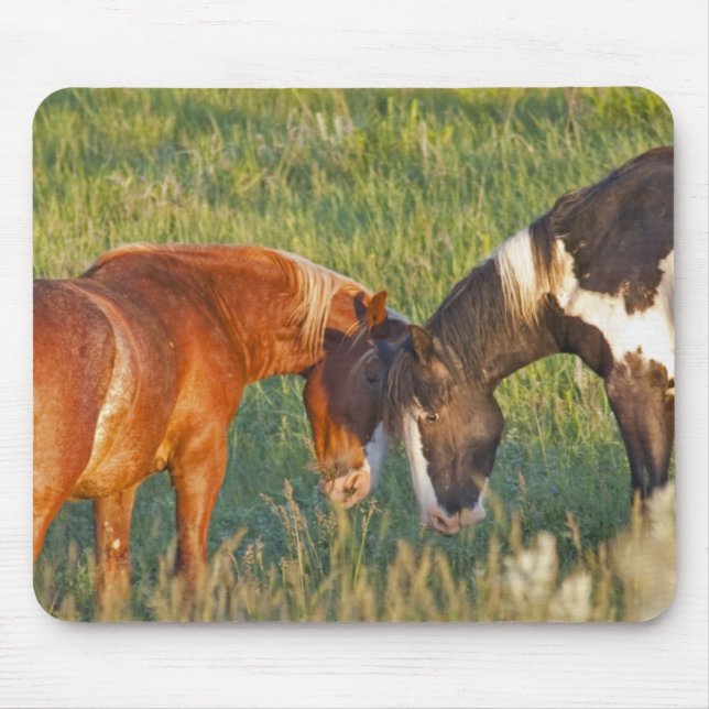 Wild Horses at Theodore Roosevelt National Park Mouse Mat (Front)