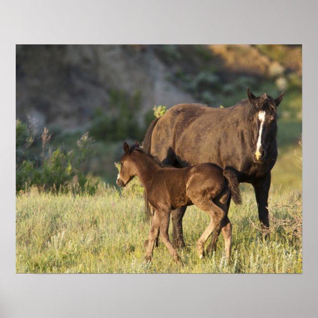 Wild Horses at Theodore Roosevelt National Park Poster (Front)