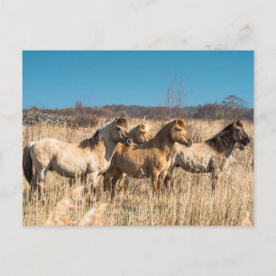 Wild horses at Wicken Fen, England, UK Postcard