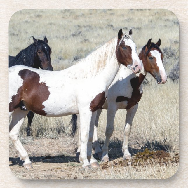 WILD HORSES COASTER (Front)